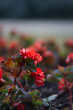 red flowers of begonia on a flower bed