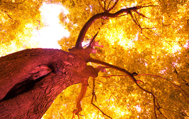 Sticker - tree grows in the autumn