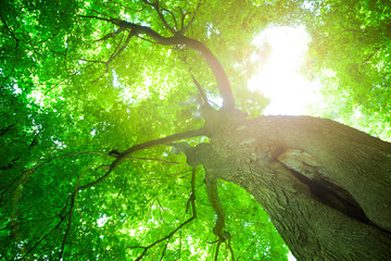 Canvas Print - Forest trees.