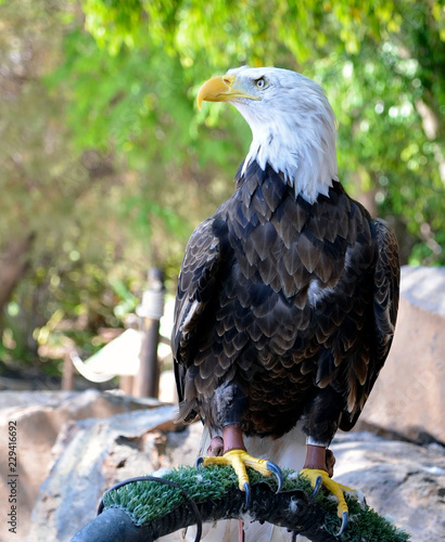 American Bald Eagle Haliaeetus Leucocephalus In Zoo Of Tenerife Canary Islands Spain North American Bird Of Prey National Emblem Of Usa Selective Focus Stock Photo Adobe Stock