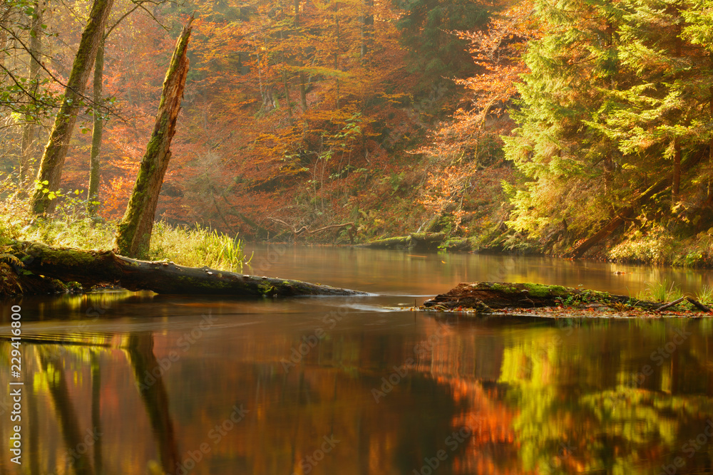 Brda river on Fall season./ Uncommonly beautiful Autumn nature with river, forest and misty sunlight in north Poland - obrazy, fototapety, plakaty 