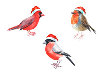 Merry Christmas Hatted Bird Greeting Decoration. Hand Painted Bird Bullfinch Robin Red Cardinal  Isolated On White Illustration. Fun And Joy Decoration Use For Kids Card, Web, Cover And Prints..