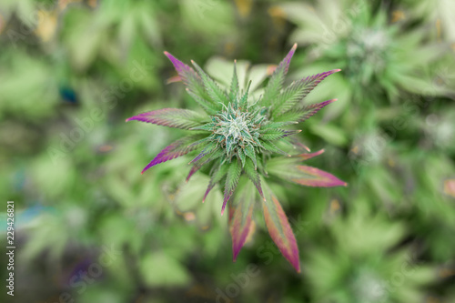 Medizinische Cbd Marihuana Cannabis Pflanze Mit Blute Vogelperspektive Buy This Stock Photo And Explore Similar Images At Adobe Stock Adobe Stock