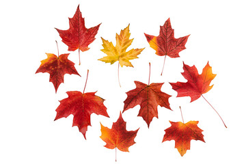 multicolored maple leaves collection, isolated on white background. top view.