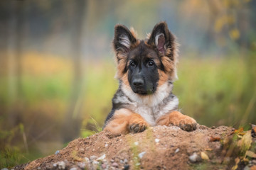 Wall Mural - German shepherd puppy in autumn