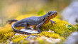 Alpine newt side view on moss and rocks