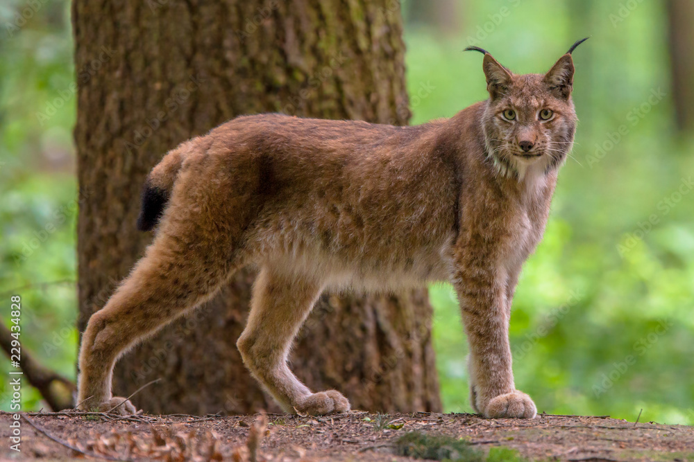 Eurasian lynx in forest habitat - obrazy, fototapety, plakaty 