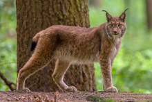 Eurasian Lynx In Forest Habitat