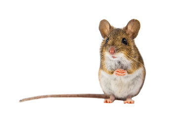 Wall Mural - Cute Field Mouse on white background