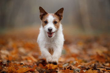 Wall Mural - dog in the autumn leaves running in the Park. Pet on nature. Funny and cute Jack Russell Terrier