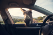 One funny donkey curiously looikng to the car