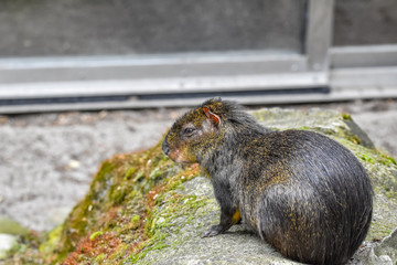 capybara in captivity