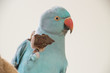 Błękitna papuga