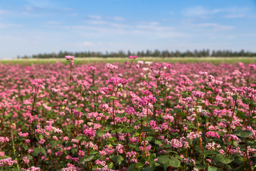 Red buckwheat flowers on the field