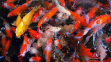 Fototapeta Do akwarium - colorful fishes