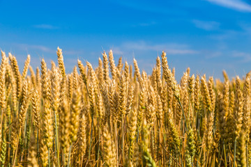 Golden wheat field with blue sky in background. 