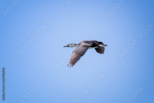 Fotografia, Obraz Darter flying on a blue sky with its wings down