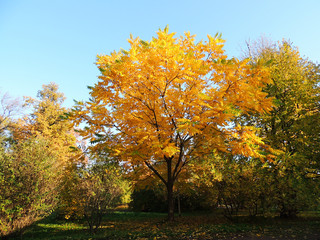 Manchu walnut (Juglans mandshurica) foliage in autumn