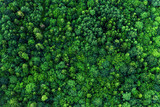 Fototapeta Las - Top view of the area green forest. Nature texture