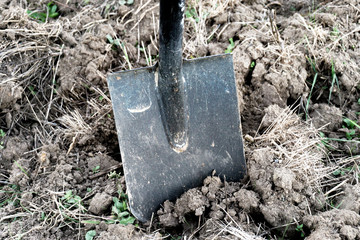 Digging, black shovel on the ground, agriculture