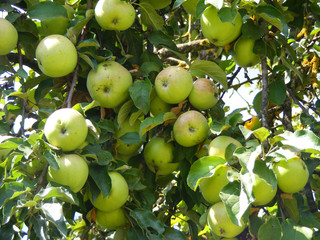 green organic apples on branch