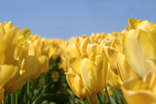 Yellow Tulips In Field
