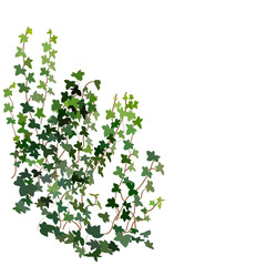 Wall Mural - climbing wall of ivy. vector illustration on white background. banner and web background.  