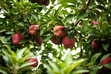 Wall Mural - Apple tree