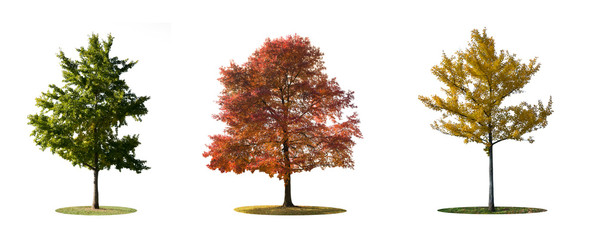 green orange yellow trees isolated on white background