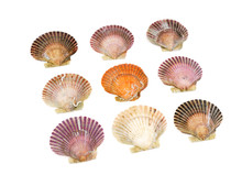 Colorful Shells Isolated On The White Background