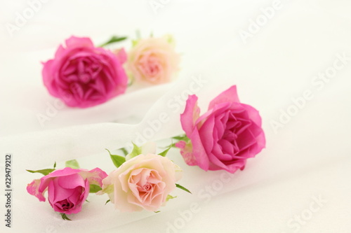 薔薇 背景 Stock 写真 Adobe Stock