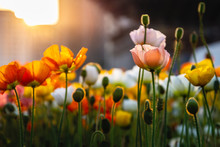 Cute Pink Iceland Poppy Flower In Gold Color Sunrise Light With Others Various Vivid Color Flowers.