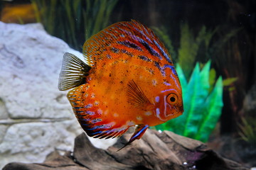 Big red discus in an aquarium