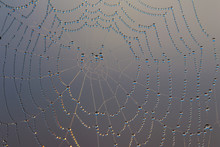 Spider Web With Dew Drops. Cobweb Close-up