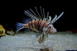 Pterois volitans. Tropical poisonous lionfish underwater over sand sea bed on black background