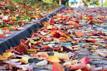 Colorful autumn leaves on the pavement, autumn background