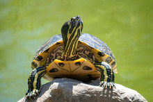 A Curious Turtle Having A Look Around From A Rock In A Pond 