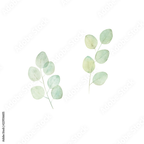 Watercolor leaves set. Hand drawn isolated illustration. Botanical art. Winte...