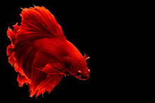 Red Betta Siamese Fighting Fish. Fins And Tail Like Long Skirts, Half Moon Tail, Perfect Fish Elegance. Fish With Red Color It Is Believed That Lucky And Bring Good Luck To The Owner. Fish In Thailand