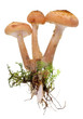 Shitake forest tree mushrooms  with roots and moss