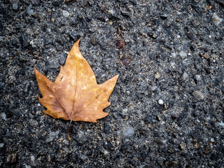 yellow leaf on asphalt