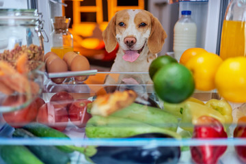 Dog stealing food from fridge. Picture taken from the iside of fridge.