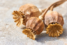 Close-up Of Dry Orange Brown Poppy Seed Pods On A Grey Stone Background With Selective Focus