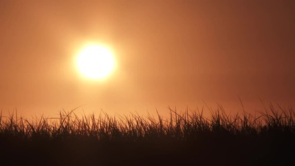 Wall Mural - Tall grasses blowing in the wind with warm lit sky as sun rises or sets.