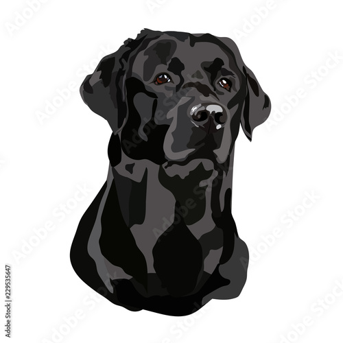 Head Black Labrador Vector Tableau sur Toile