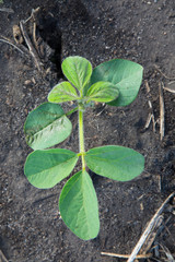 soybean in V2 stage - second trifoliate