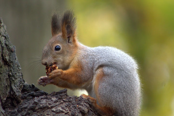 squirrel on a tree