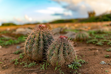 Aruba