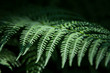 Closeup fern leaf on the black background