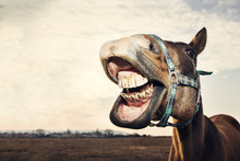 Funny Portrait Of Smiling Horse With Teeth With Copy Space